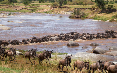 Wildebeest migrate between tanzania and kenya annualy.