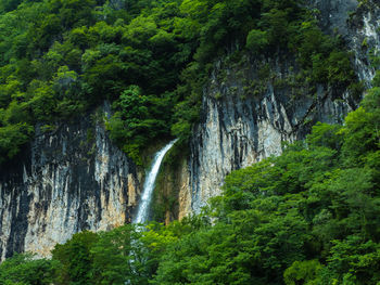 Scenic view of waterfall in forest