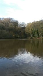 Reflection of trees in water