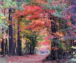 Trees in forest during autumn