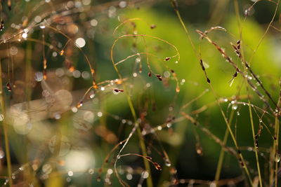 Panicum bisulcatum thunb