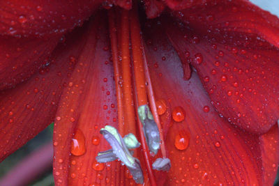 Close-up of red flower