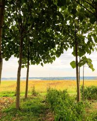 Trees on field against sky