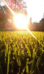 Close-up of yellow flowers growing in field