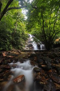 Stream flowing through rocks in forest