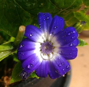 Close-up of purple flower