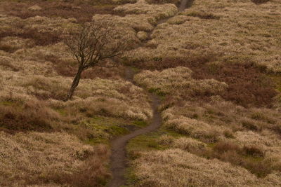 High angle view of footpath in forest