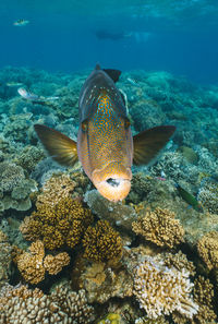 Close-up of turtle swimming in sea