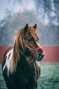 Horse standing on land