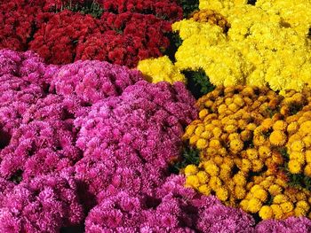 High angle view of pink flowering plants