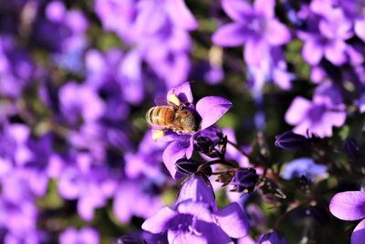 Close-up of bee pollinating on purple flower