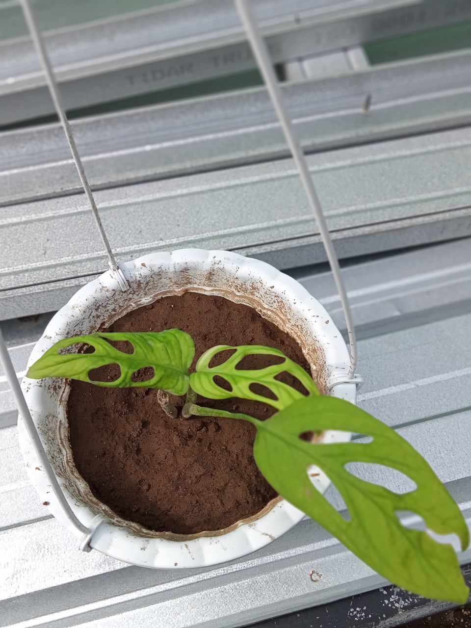 HIGH ANGLE VIEW OF POTTED PLANT GROWING IN POT
