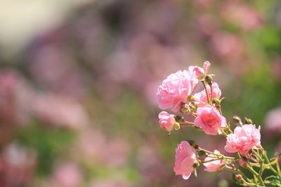 Close-up of pink flowers blooming outdoors