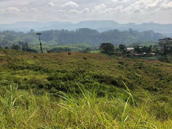 Scenic view of field against sky