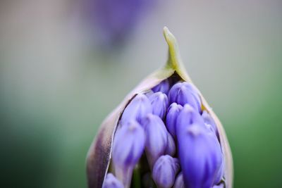 Close-up of purple flowering plant