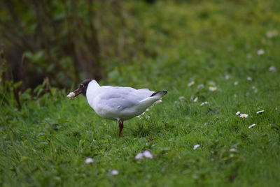 Bird on a field