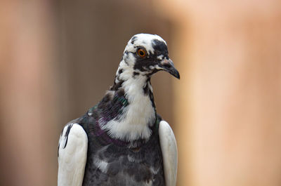 Close-up of a bird