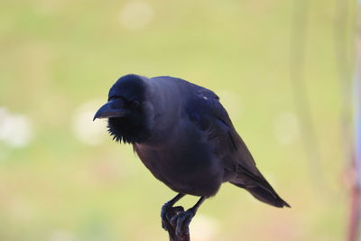 Close-up of bird perching