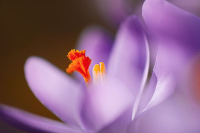 Close-up of purple crocus flower