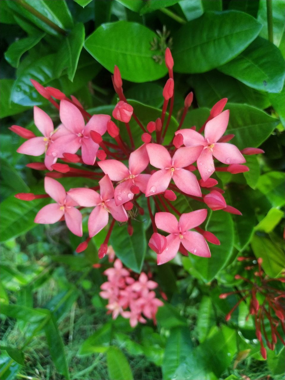 plant, flower, flowering plant, plant part, leaf, beauty in nature, pink, freshness, nature, green, growth, close-up, petal, fragility, no people, outdoors, flower head, inflorescence, day, botany, shrub, red, springtime