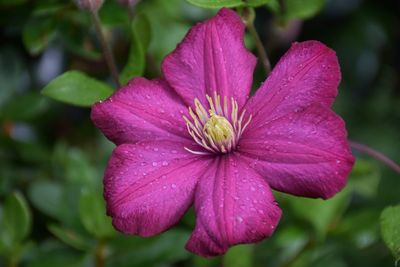 Close-up of purple clematis flower after the rain