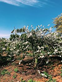 Low angle view of flowering plants against sky