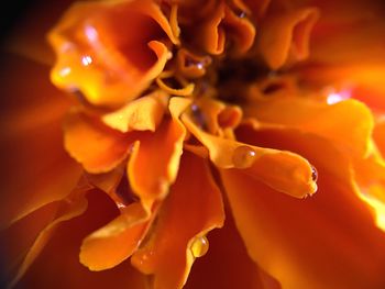 Close-up of water drops on flower