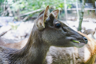 Close-up of deer looking away