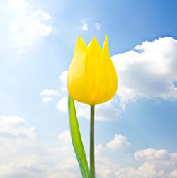 Low angle view of yellow flowering plant against sky