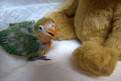 Close-up of a baby lovebird