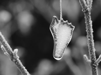 Close-up of snow on plant during winter