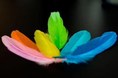 Close-up of colorful flowers over black background