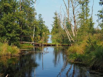 Scenic view of lake in forest against sky