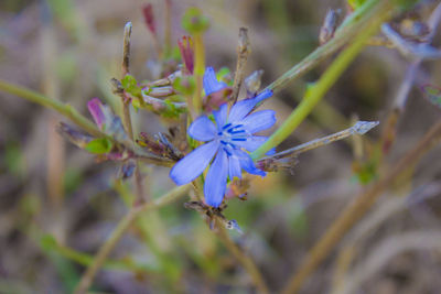 Close-up of purple flowering plant