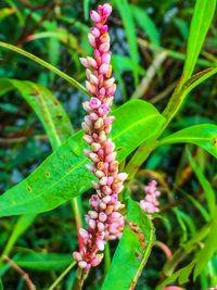 Close-up of pink flower