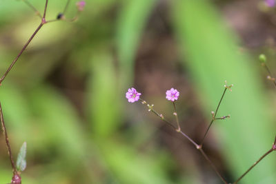 Close-up of pink flowering plant