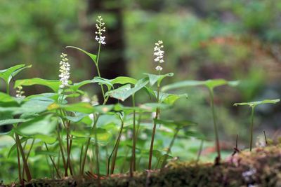 Close-up of plants growing on land