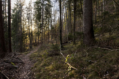 Trees growing in forest