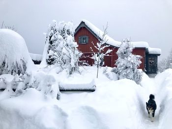 Dog walking on snow covered land during winter