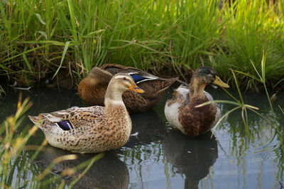 Duck on lake