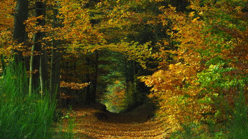 Close-up of trees in autumn