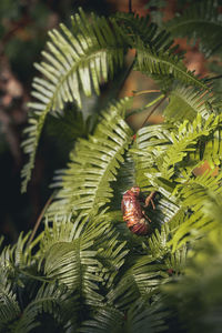 Close-up of plant