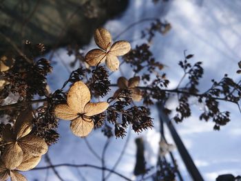 Low angle view of dried leaves against sky