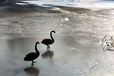 Close-up of swans on frozen lake