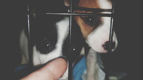 Close-up of hand holding dog