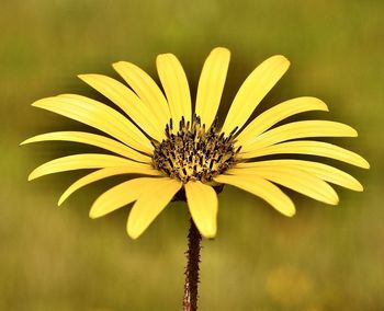 Close-up of yellow flower