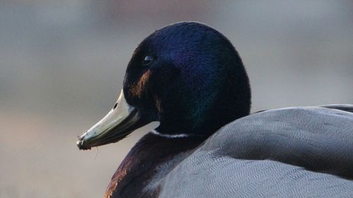 Close-up side view of a duck