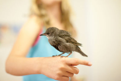 Bird perching on wall