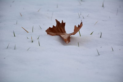 High angle view of dry maple leaves during winter