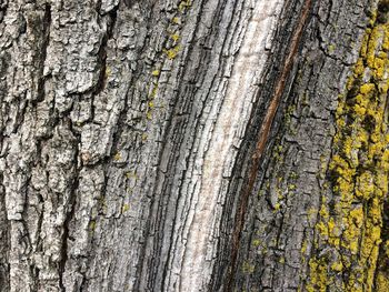 Full frame shot of tree trunk